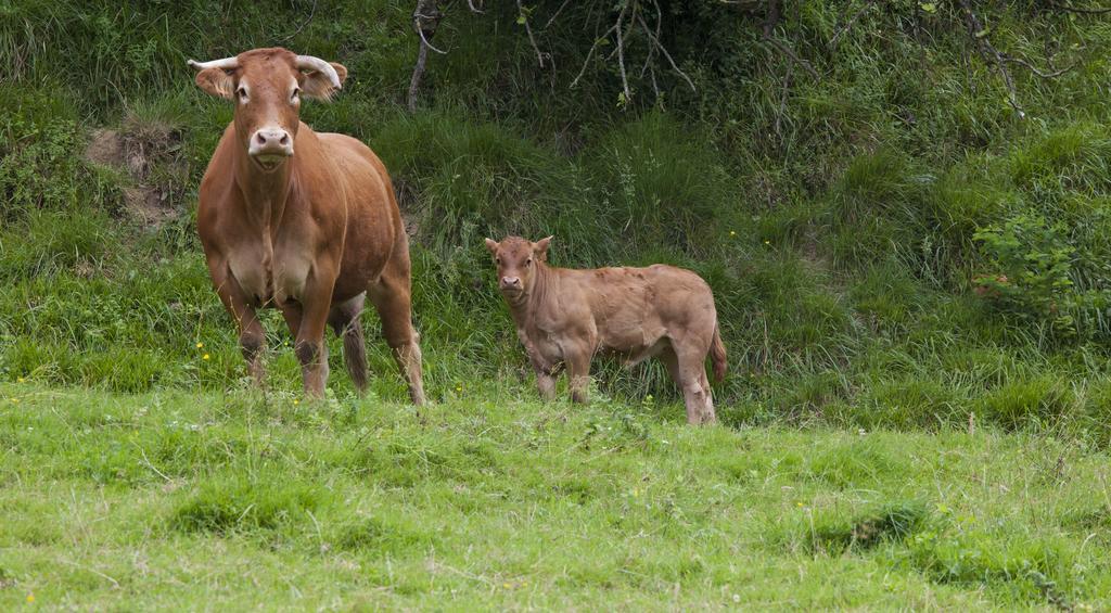 Готель Agroturismo Ibarre Anzuola Екстер'єр фото